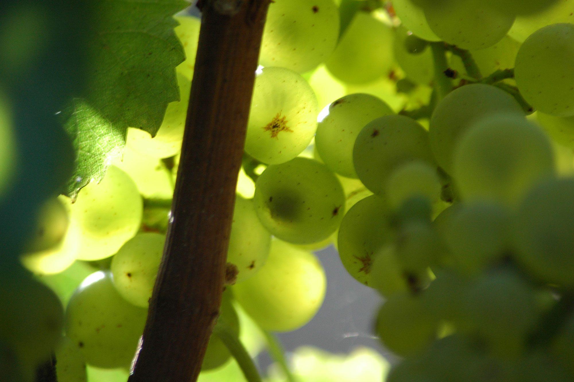 riesling grapes