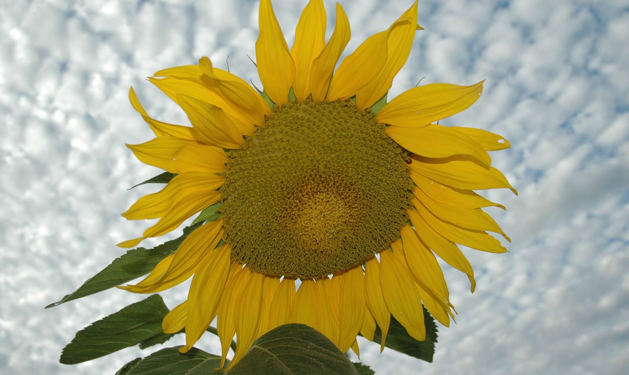 giant yellow sunflower