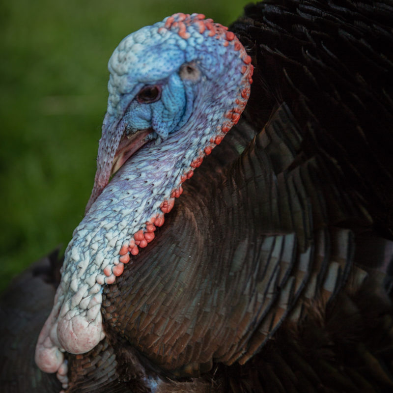 blue head male turkey					