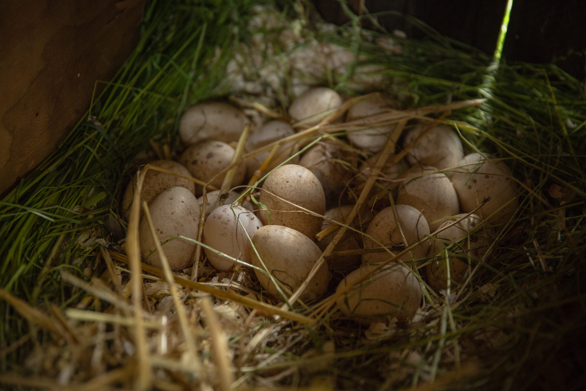 poultry eggs in nest