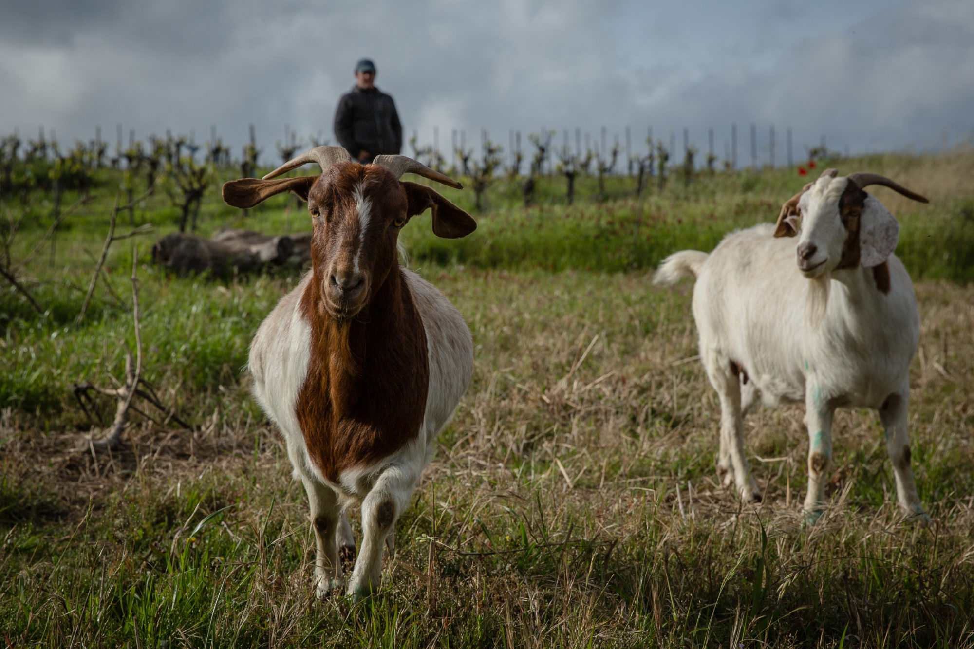 goats roaming the vineyard