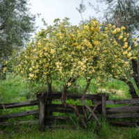 yellow flower tree					