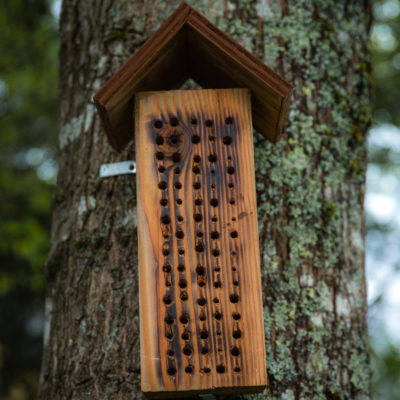 drilled bee housing					