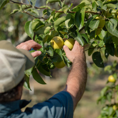 eric sussman picking yellow apples					