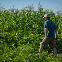 eric sussman in corn field					