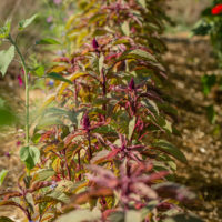 plants in ground					