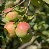 hanging apples					