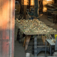 onion and garlic drying in barn					