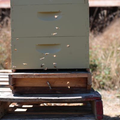 bee hives					