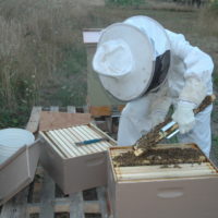 beekeeper					