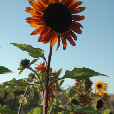 sunflower 2					