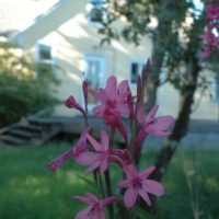 pink lilies little yellow house					