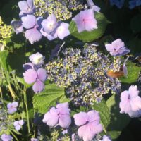 lilac flowers					