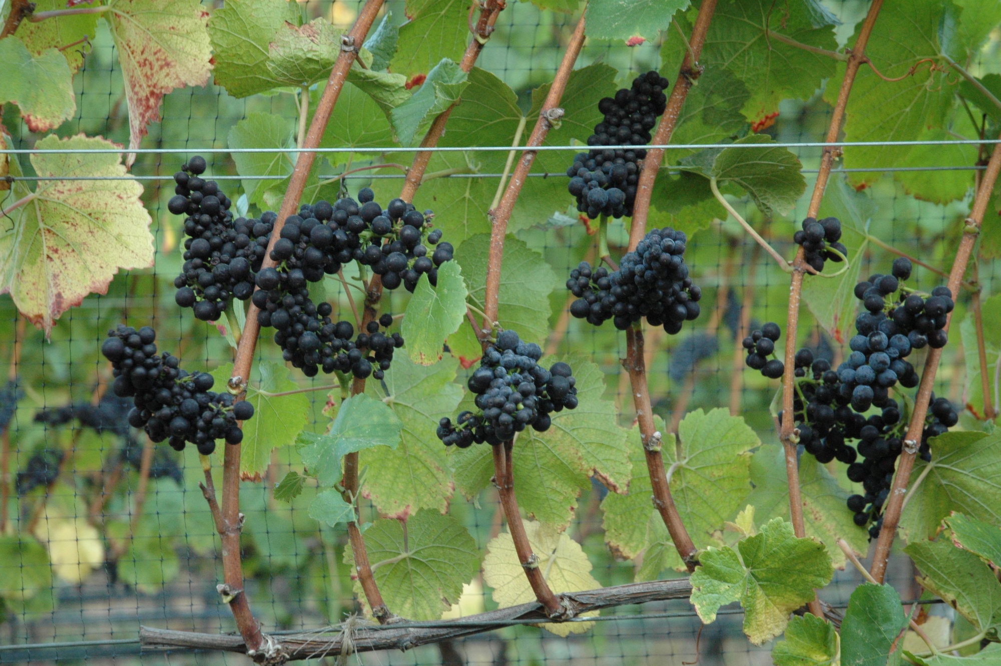 Red Grapes on vine