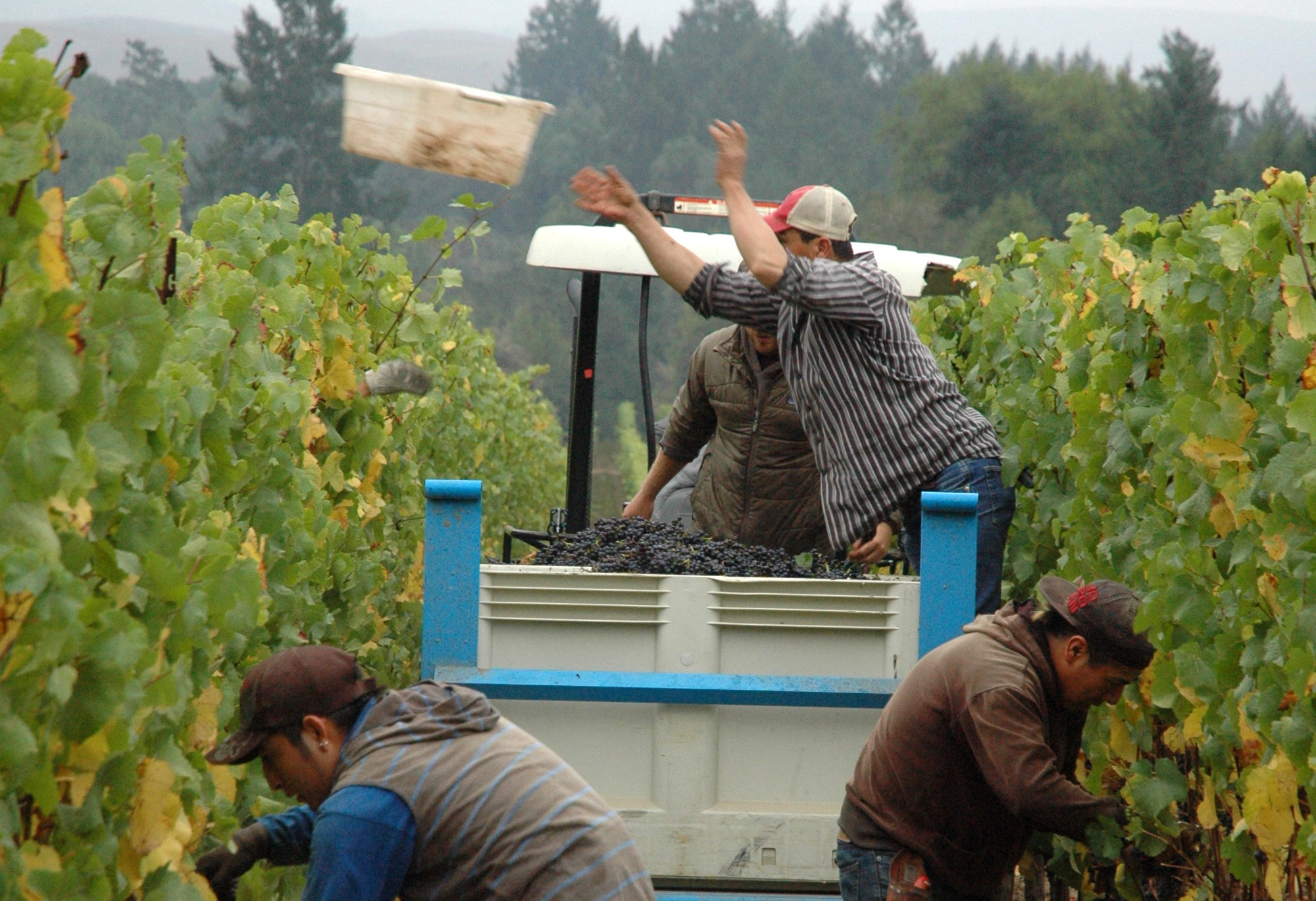 harvest worker tossing grape lug