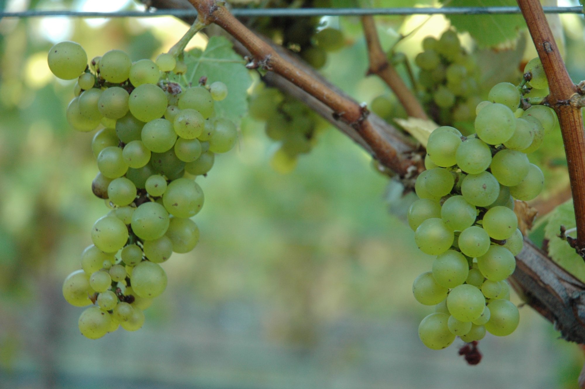 green grapes on vines