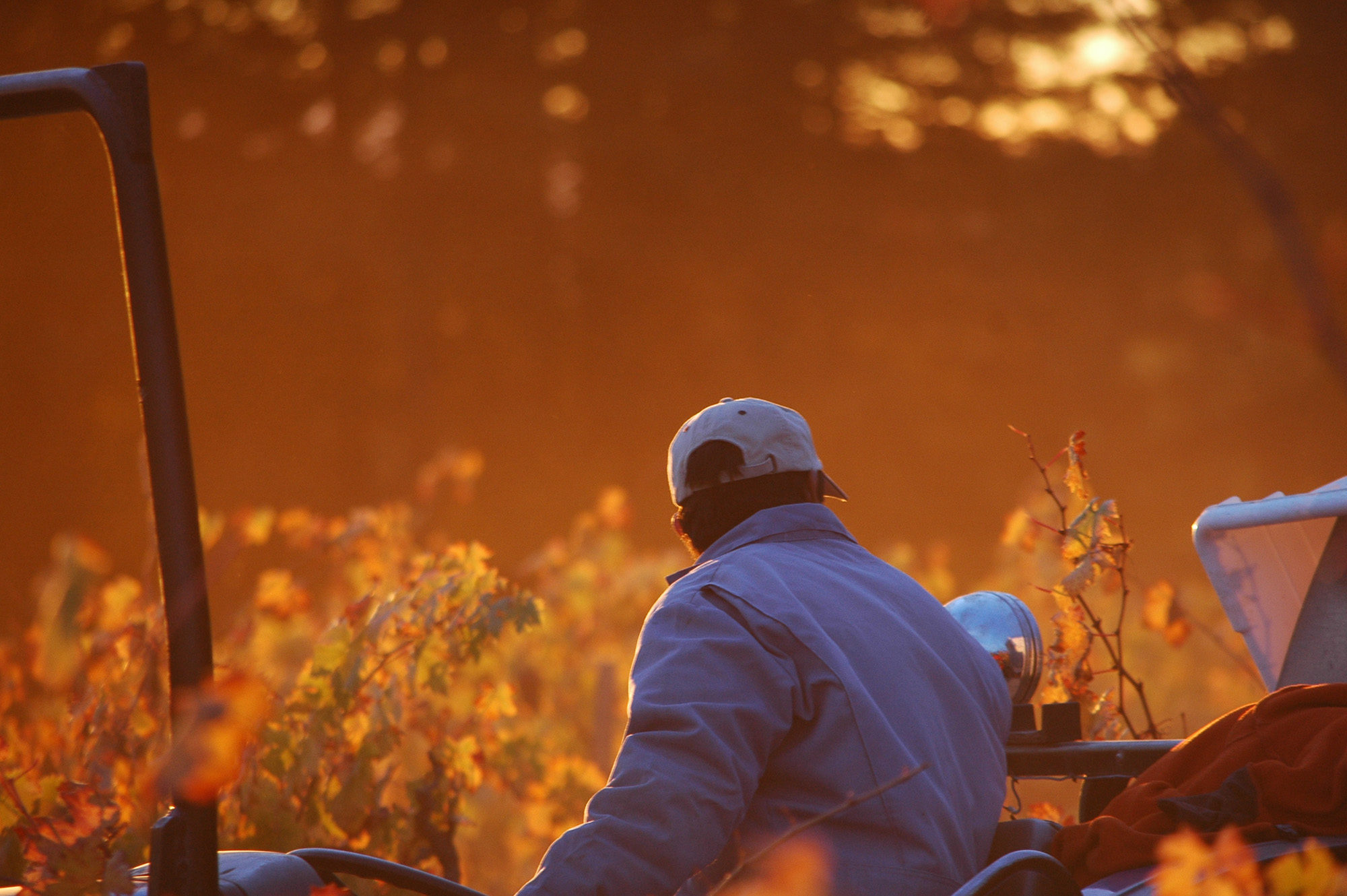 taylor driving tractor in sunrise