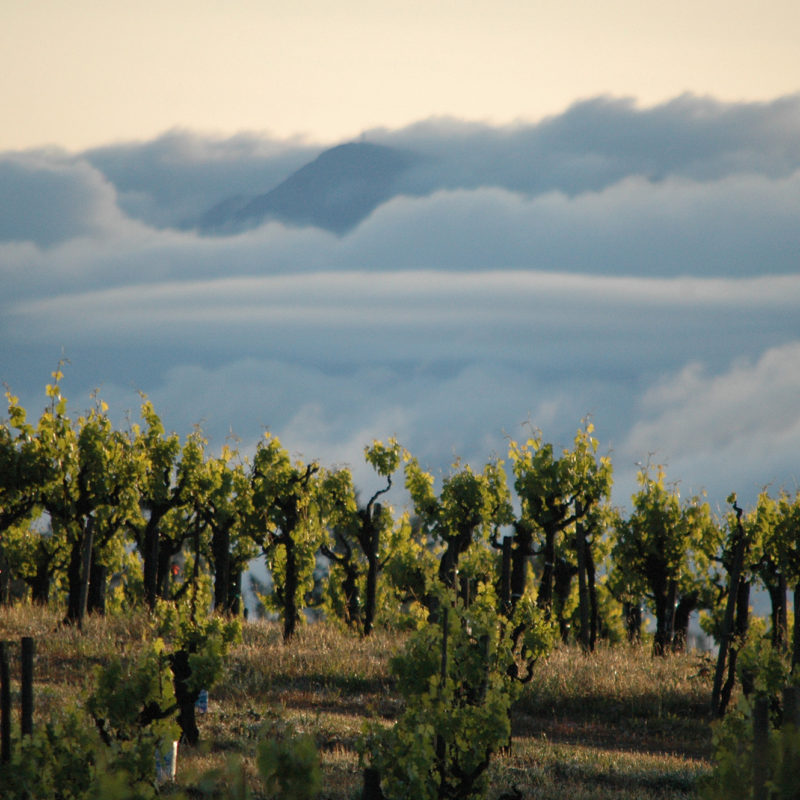 lemorel zinfandel vines in clouds					