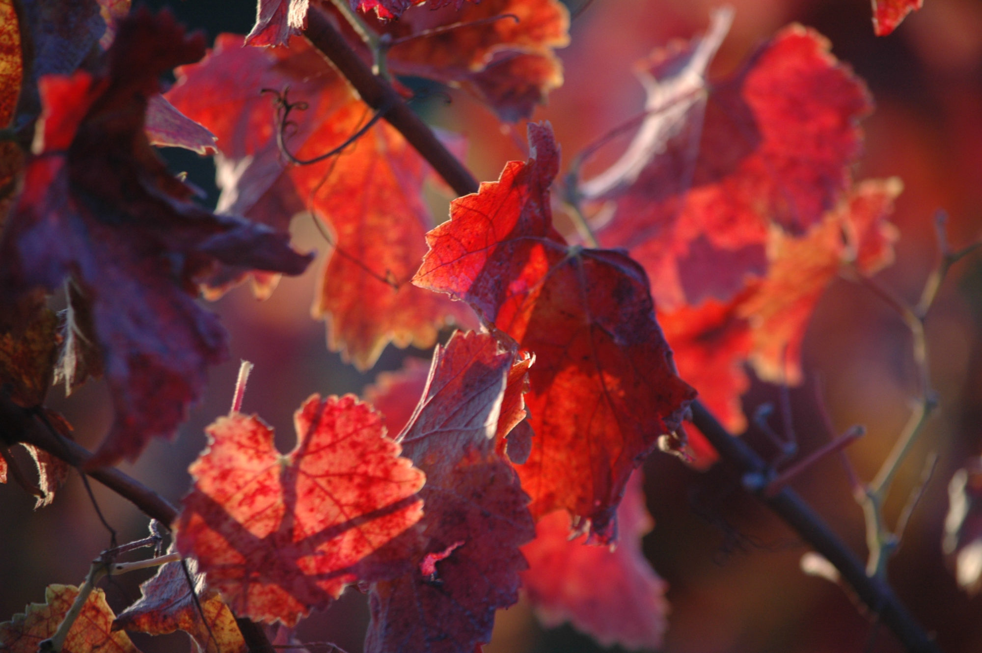 red grape leaves