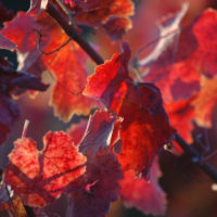 red grape leaves					