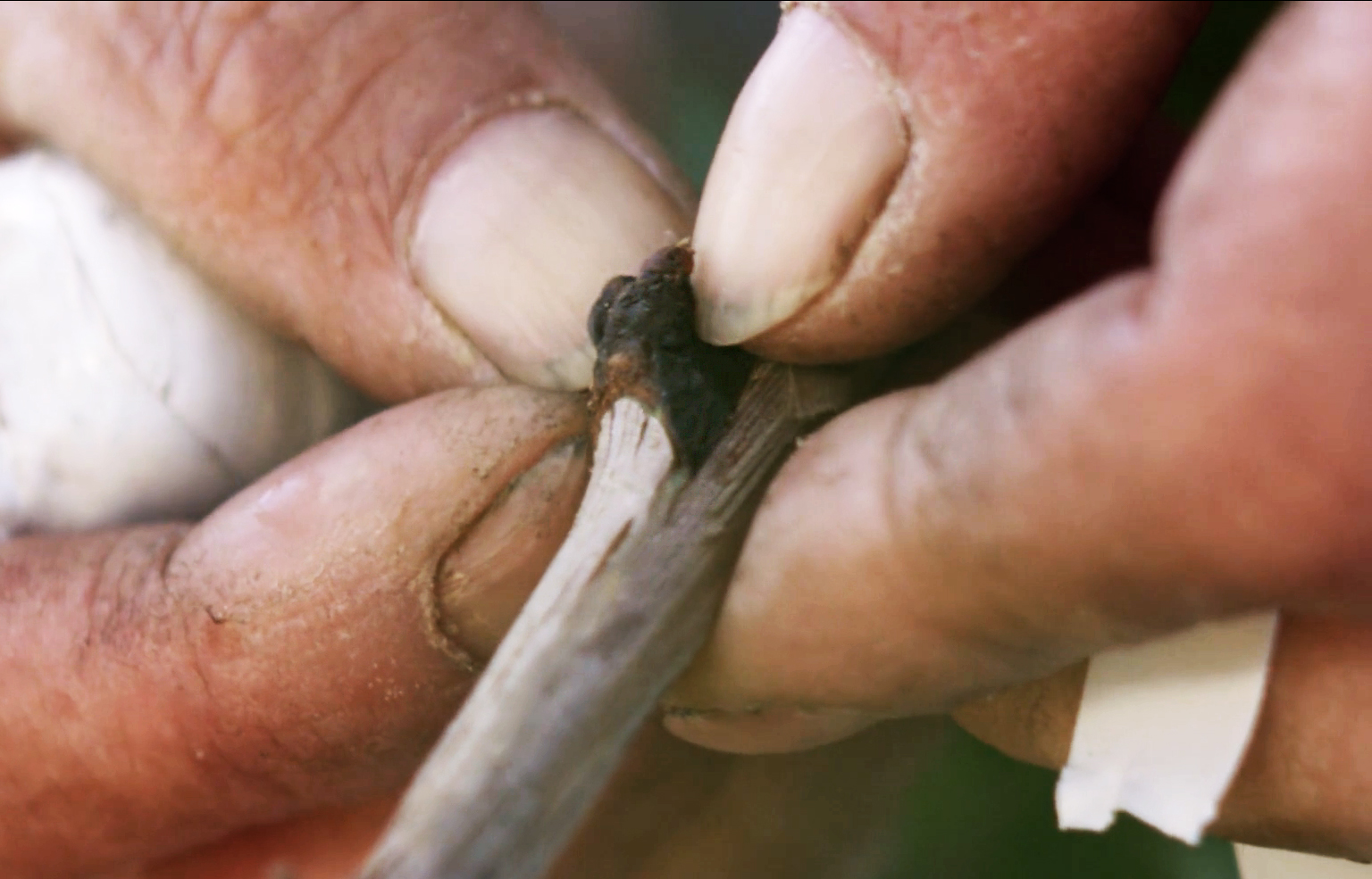 grafting close up