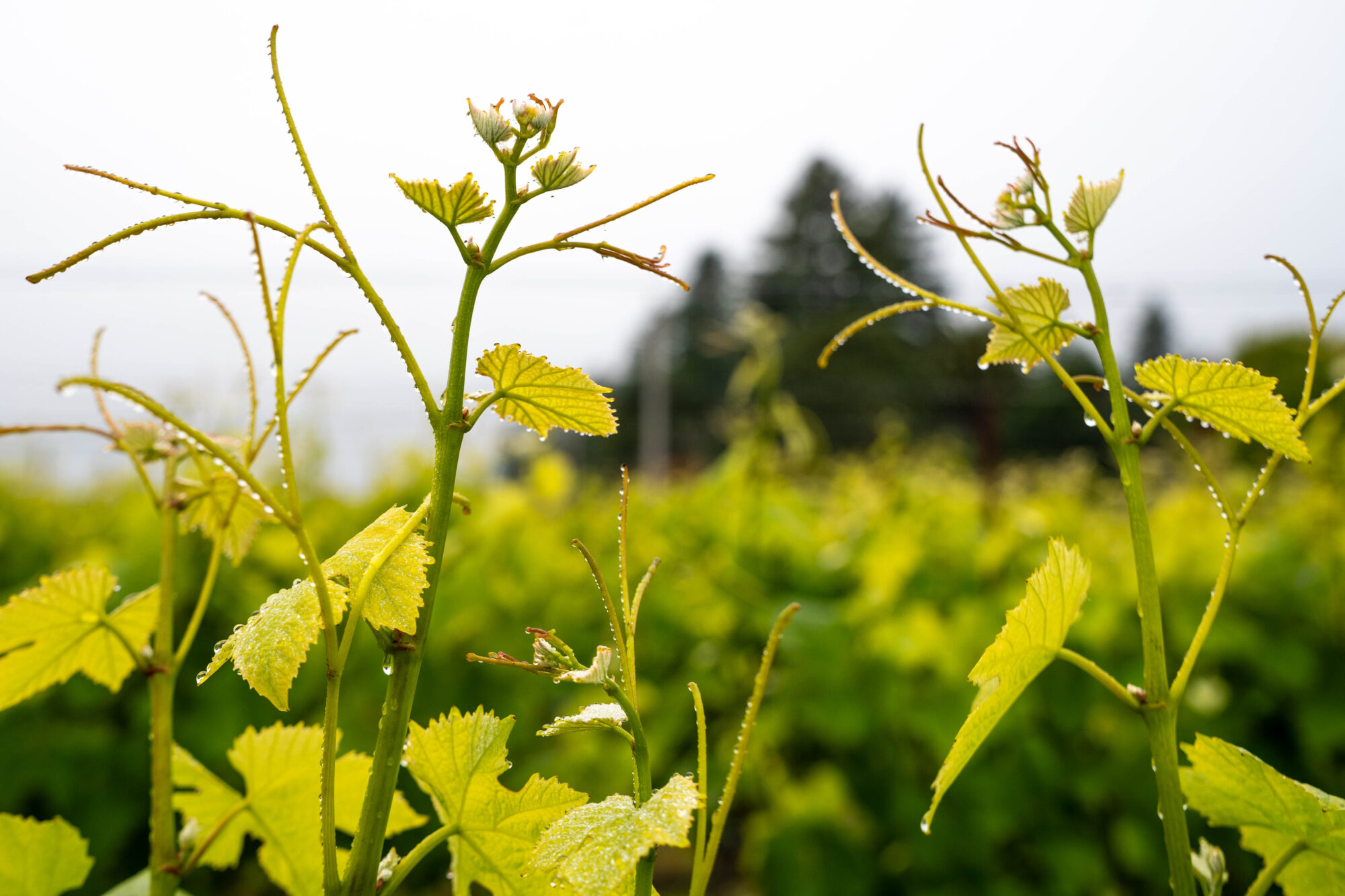 seabed vineyard block