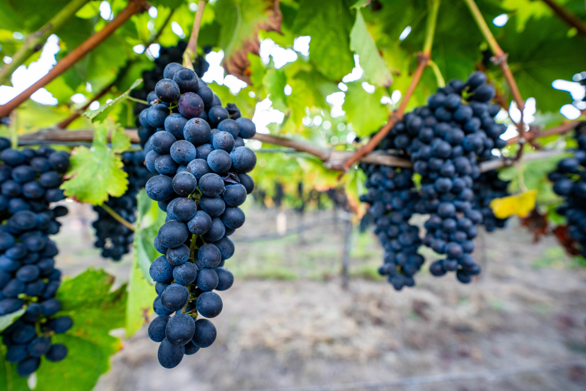 syrah grapes