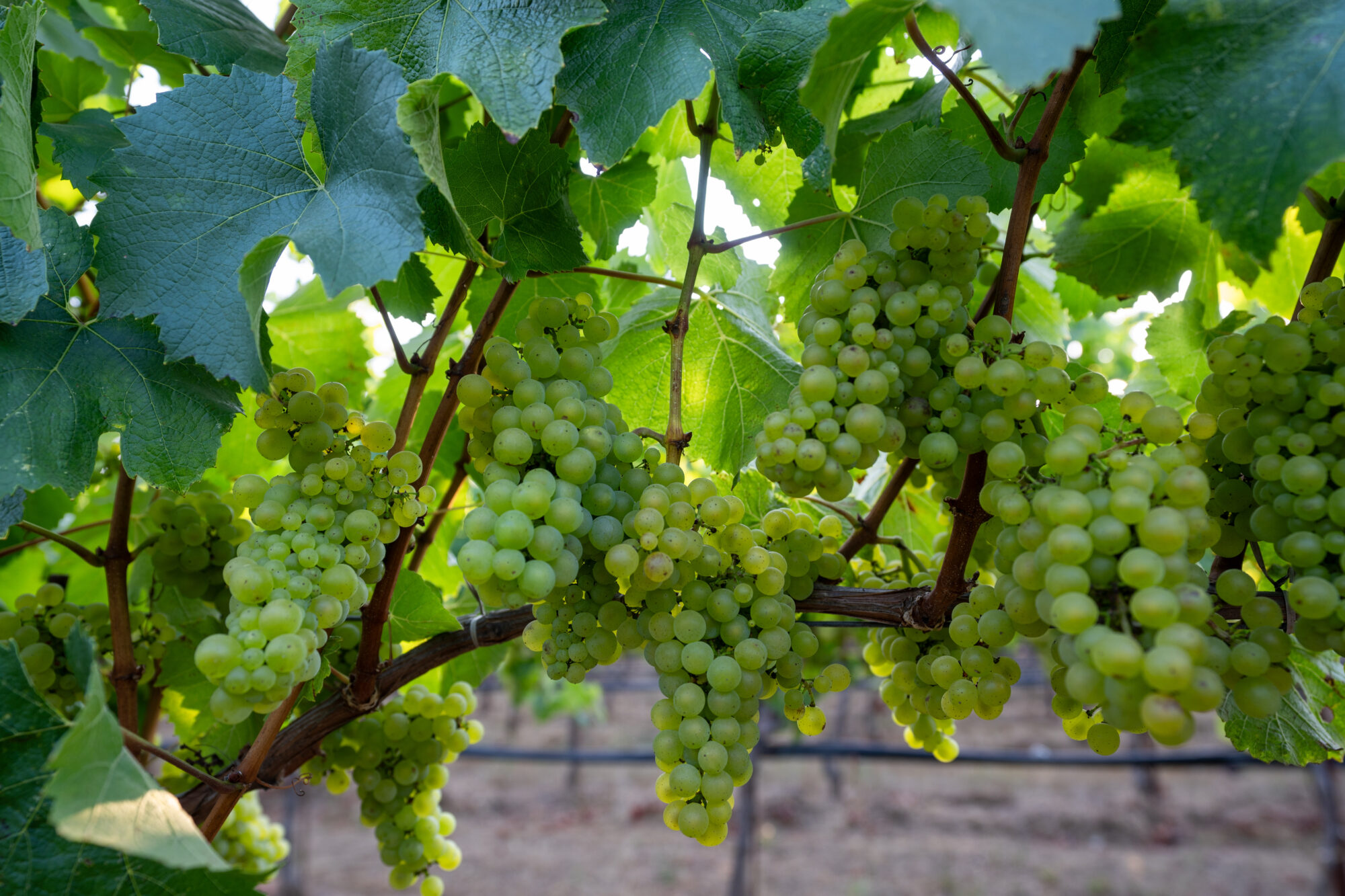 chardonnay grapes