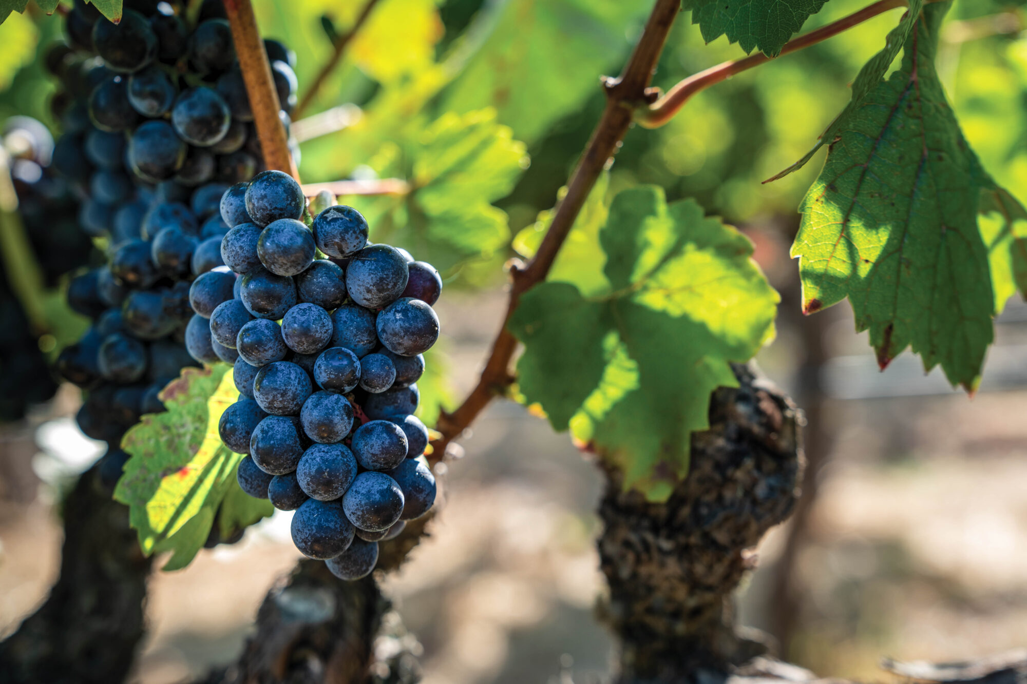 savoy pinot grapes