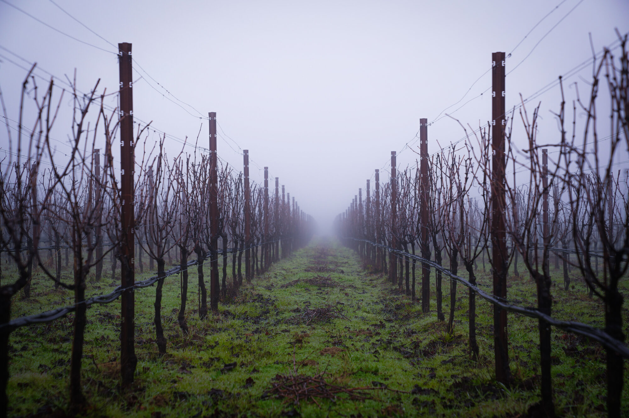 vineyard pinot