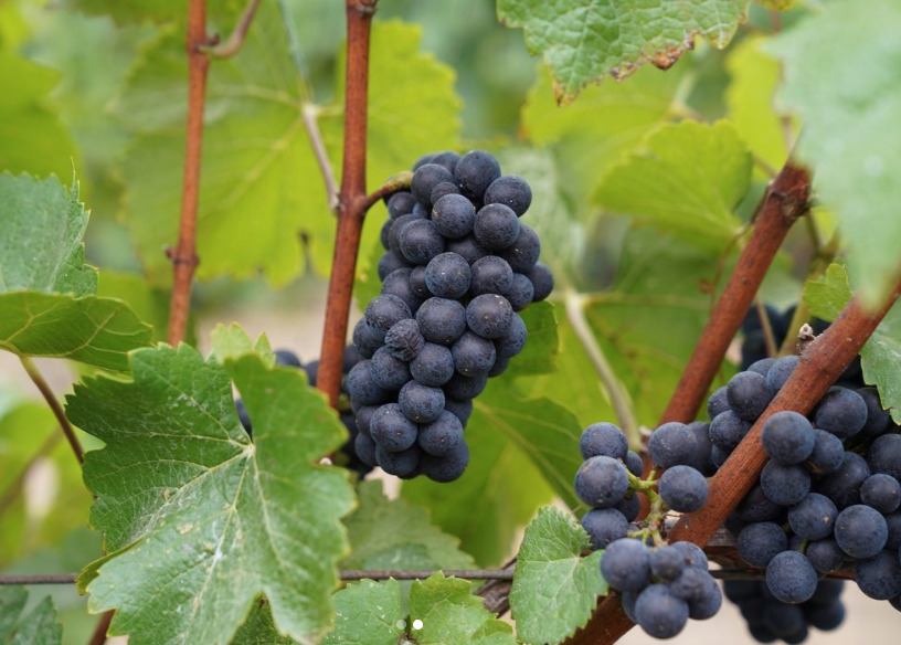 dierke grapes
