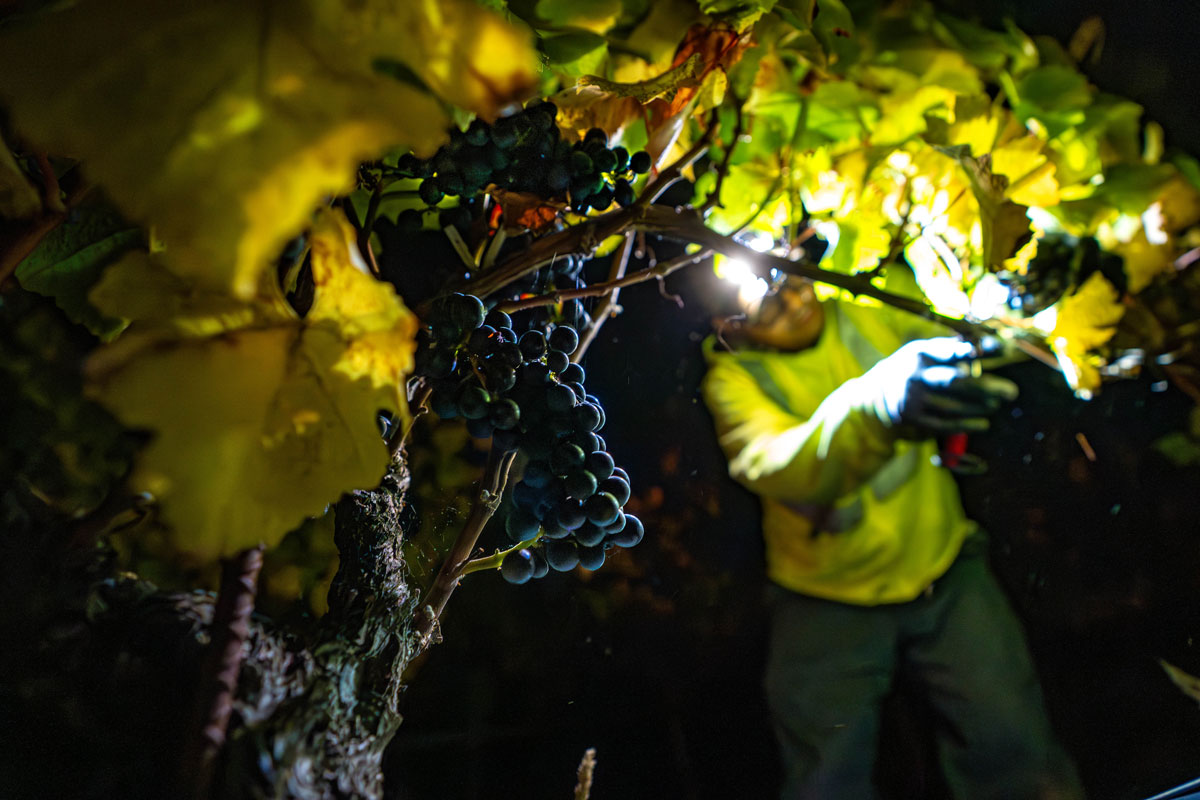 night harvest pinot cluster