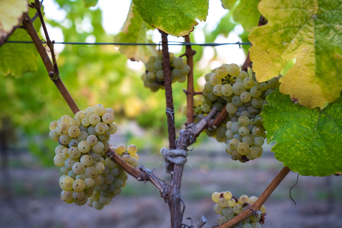 estate riesling grapes on vine