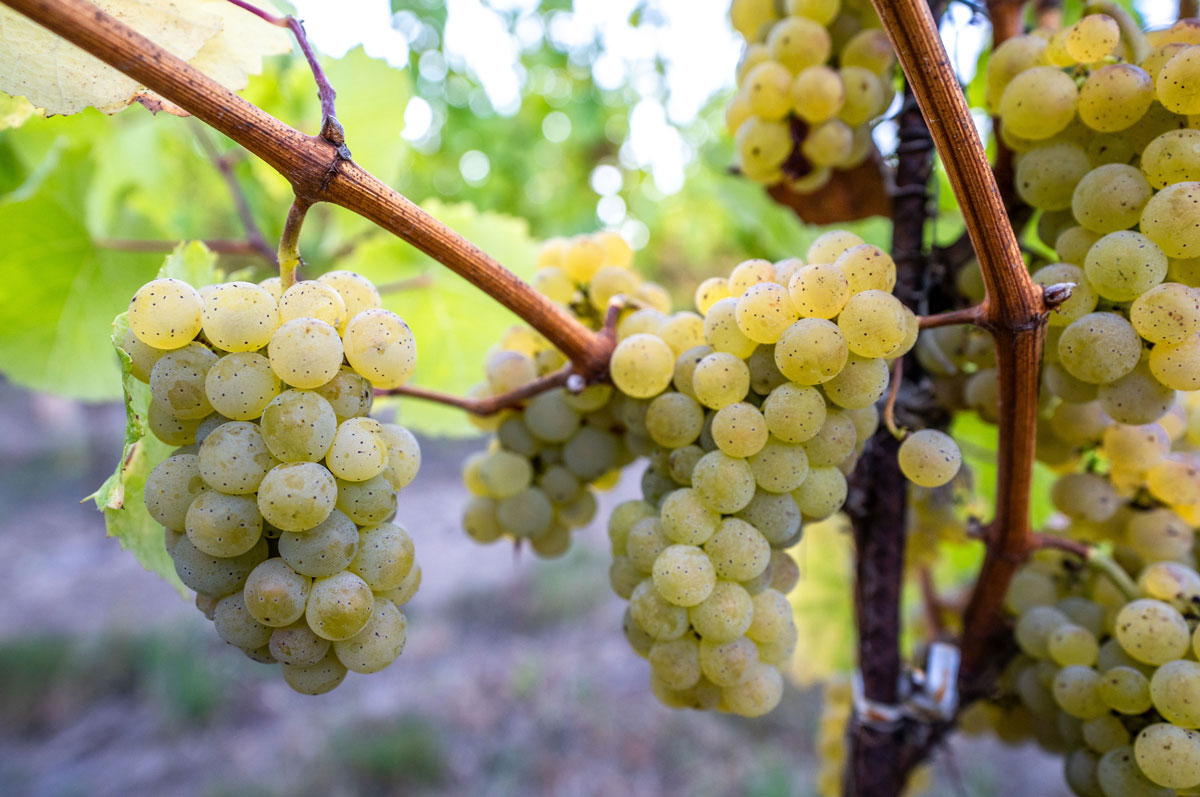 riesling clusters on vine