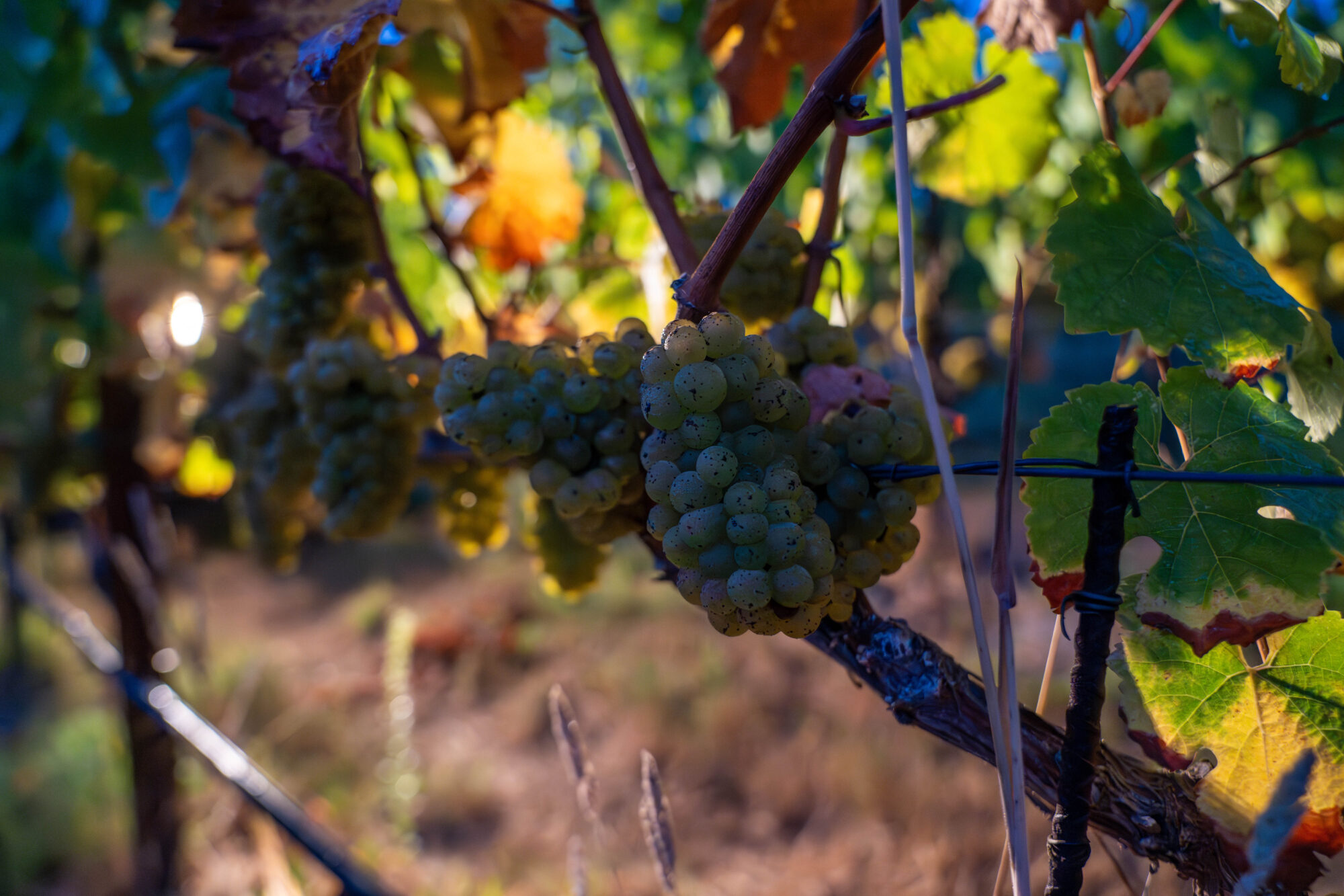 RIESLING HARVEST