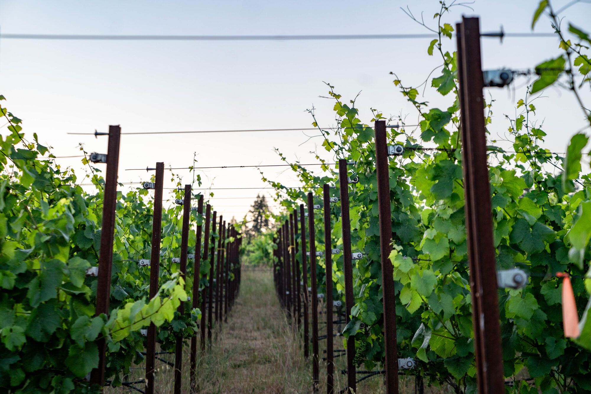 estate vineyard